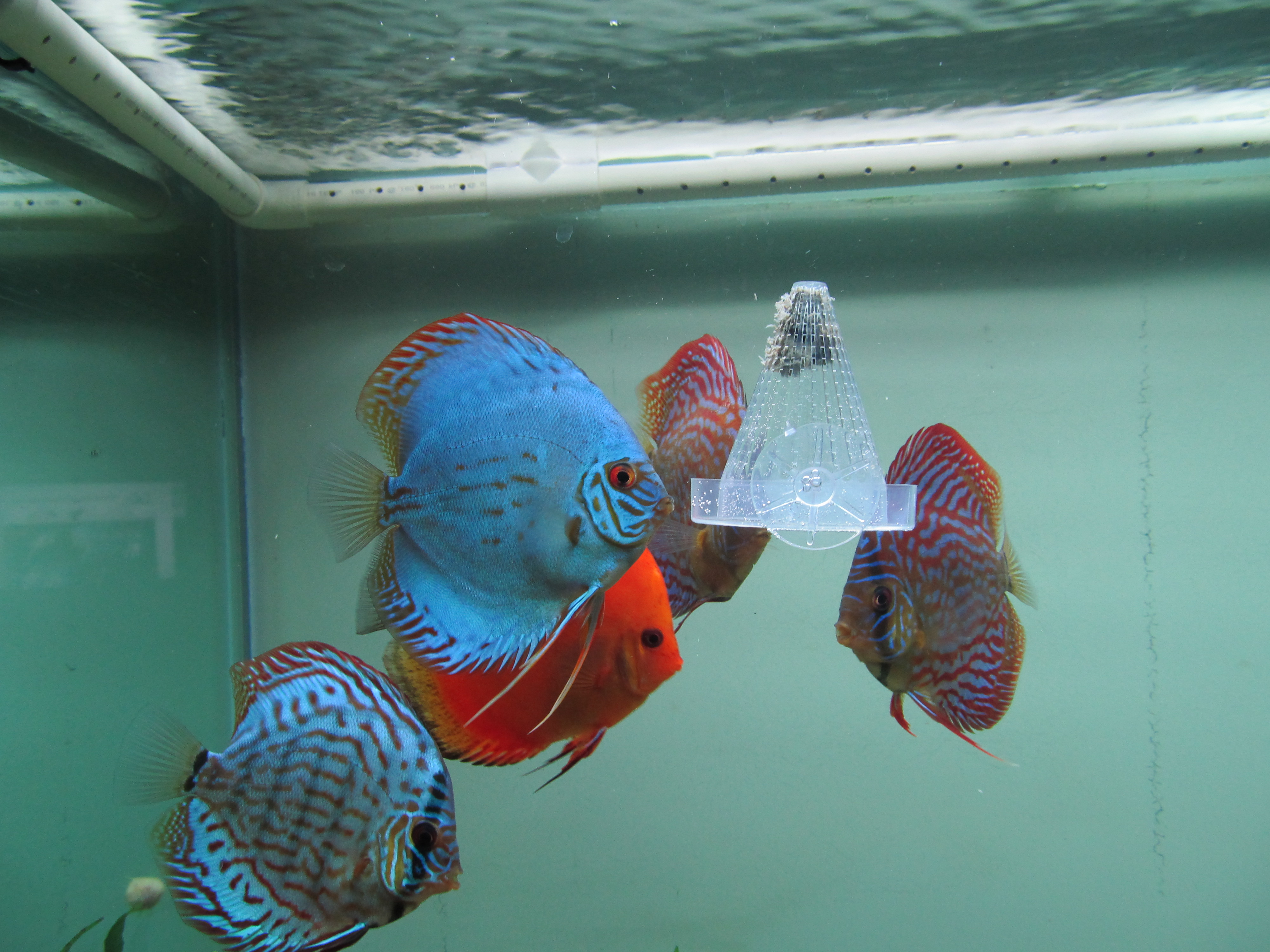 6 x 5″ Discus our pick 1 Discus Hans USA