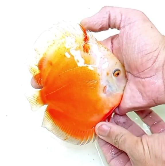 Red White 3″ Discus Hans USA