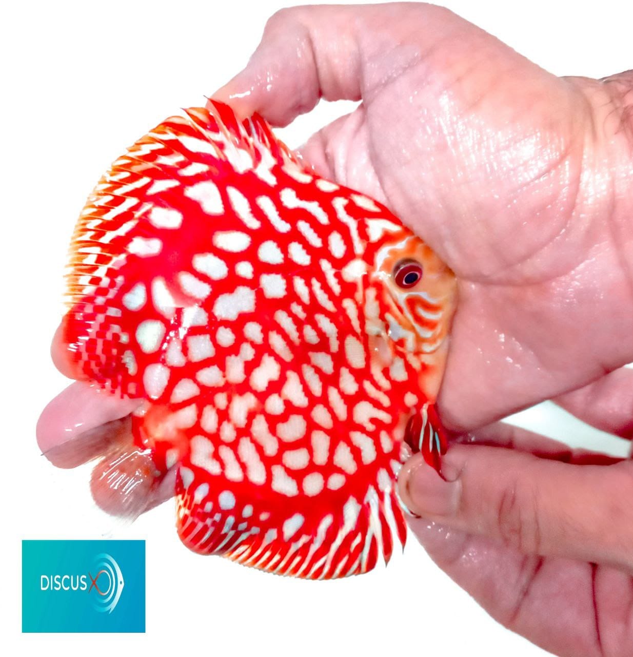 Red Panda 3.5″ 4″ Discus Hans USA