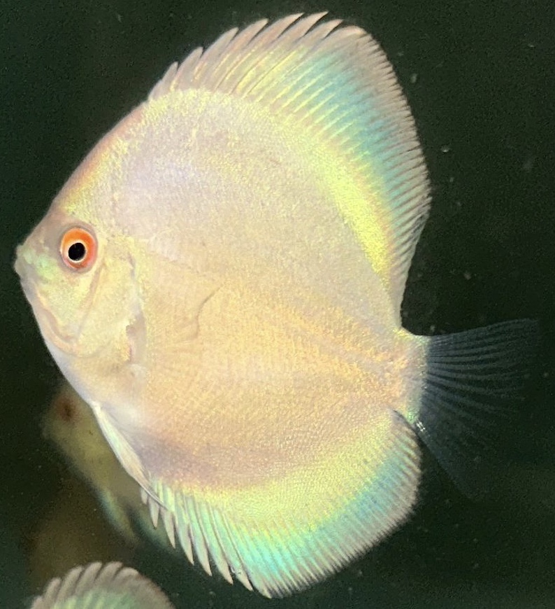 Blue Angel 2.5″ (IP Discus) Discus Hans USA