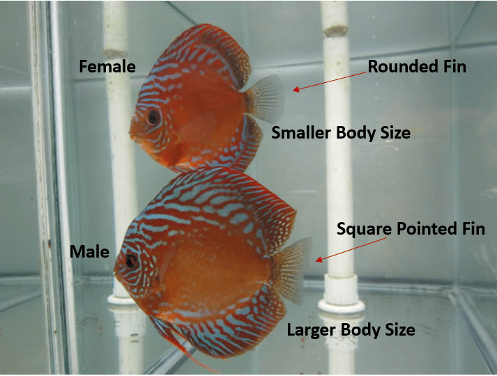 Sexing Discus Fish Sexing Discus Discusguy