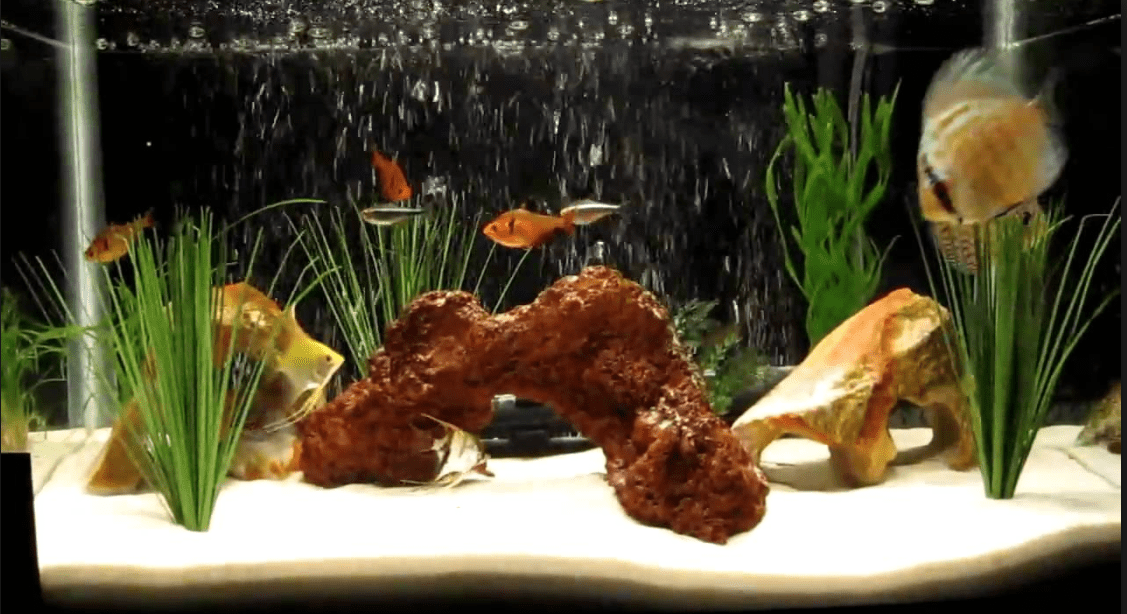 Discus Tank Mates Tank Mates for Discus Fish Discusguy