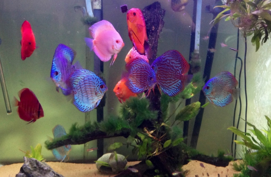 Why discus fish are expensive Discus Fish Prices DiscusGuy