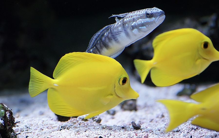 Saltwater Fish Saltwater Fish for Beginners DiscusGuy