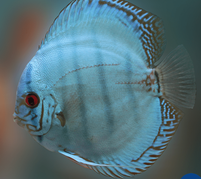 Assorted Discus Fish Assorted Discus DiscusGuy