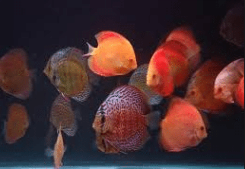 Monthly Specials Archives Discus Fish For Sale Discus Fish DiscusGuy