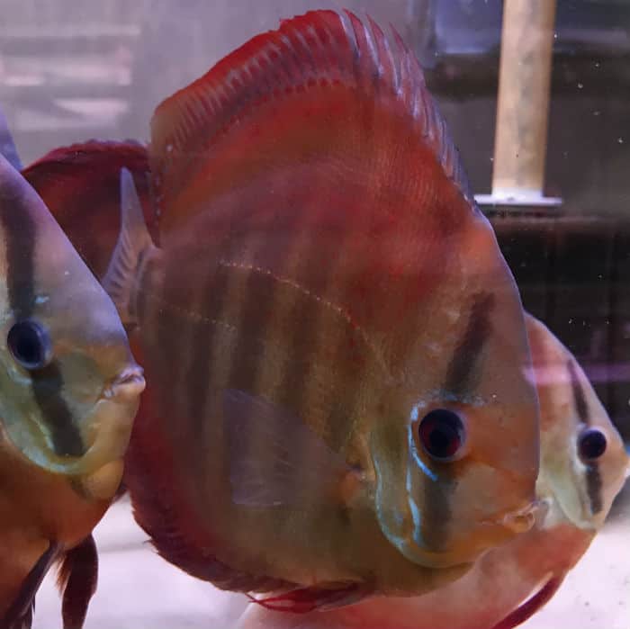 Rose Red Discus Discus Guy Wholesale Prices