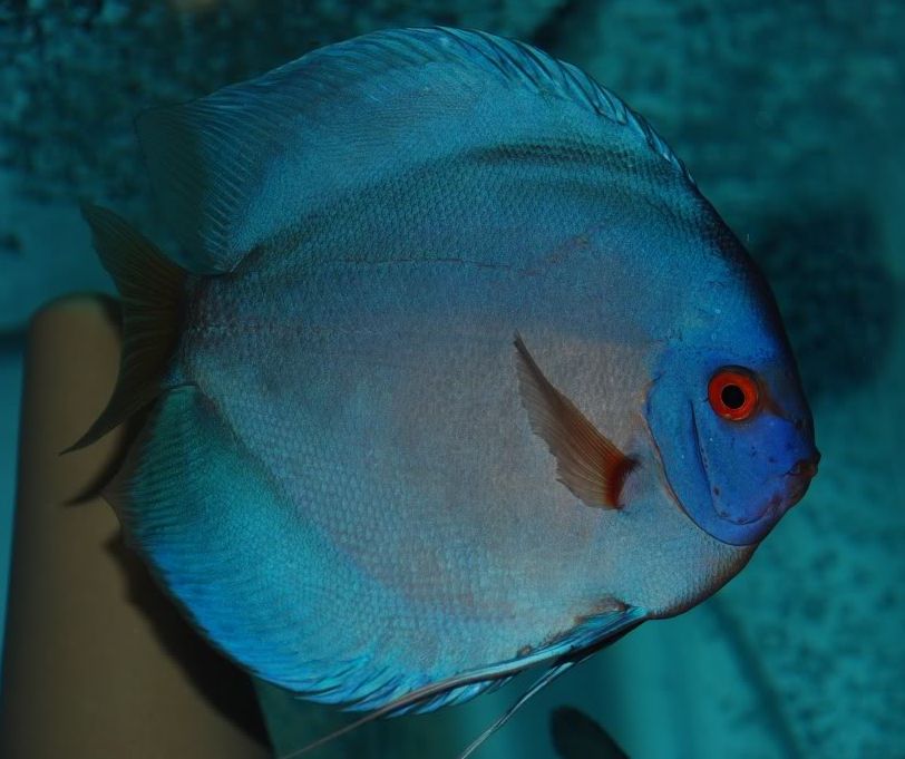 Discus Fish Sales USA Discus Fish for Sale