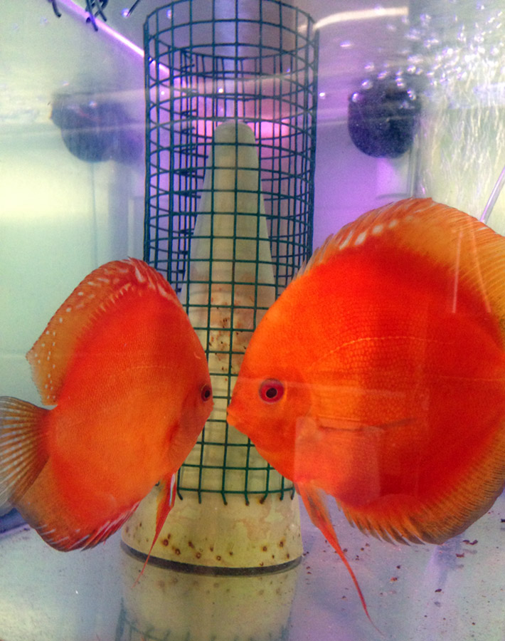 Breeding Basics North American Discus Association