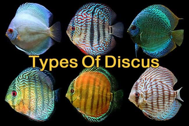 How Many Types Of Discus Fish Are There? A Complete List Discus Rescue