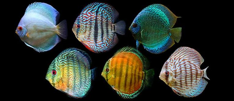 How Many Types Of Discus Fish Are There? A Complete List Discus Rescue