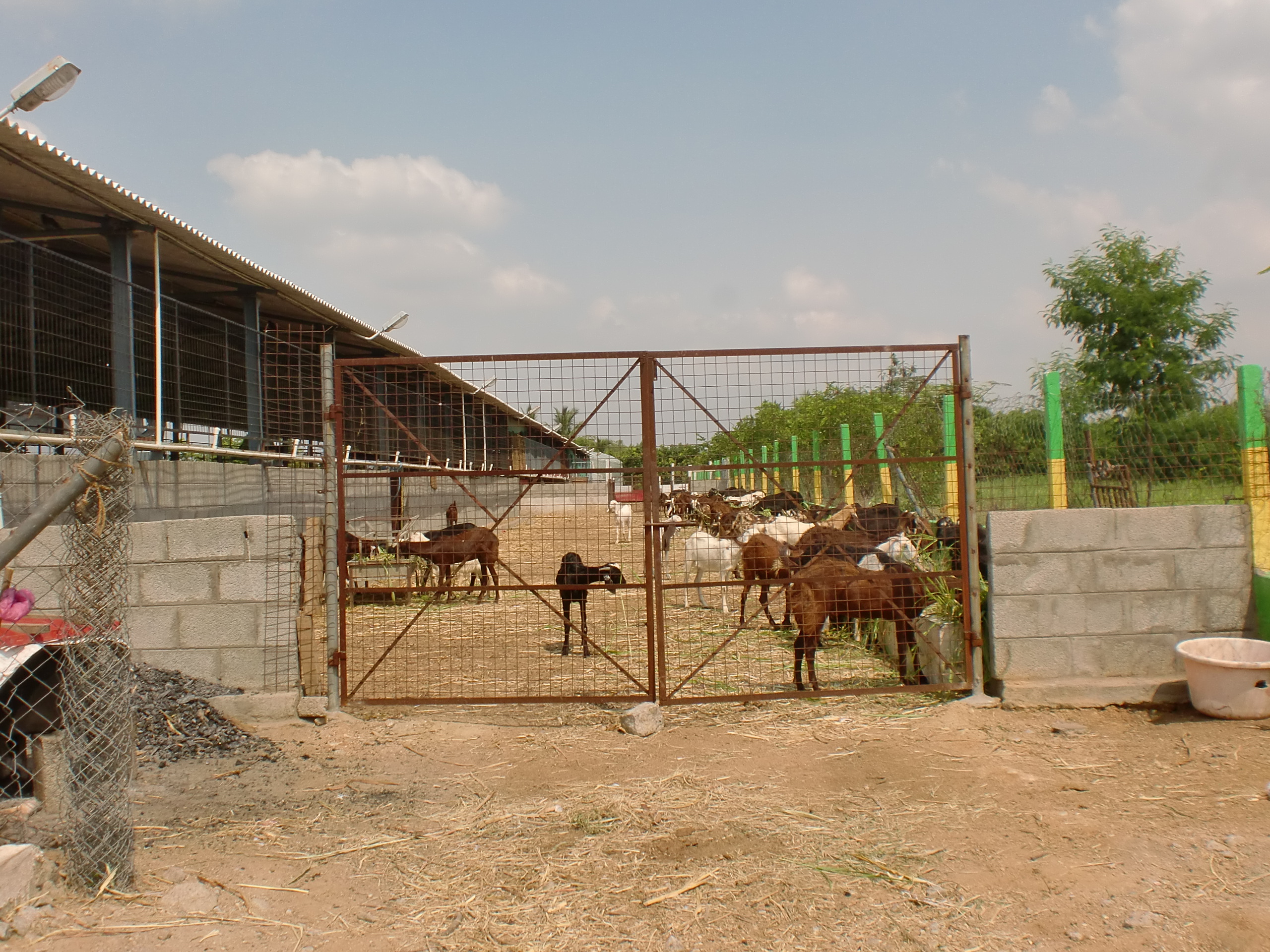 Goat Shed direction Farm Questions FarmNest India Farm Community