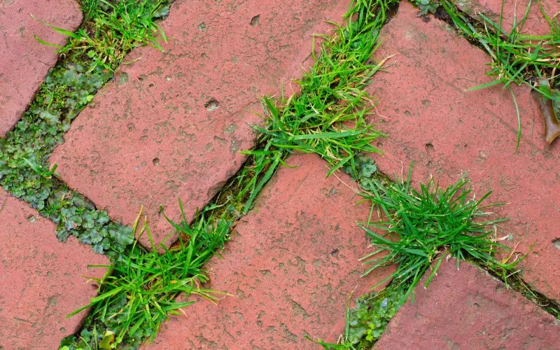How To Get Rid Of Weeds Between Pavers? (Explained) DiscussDiy