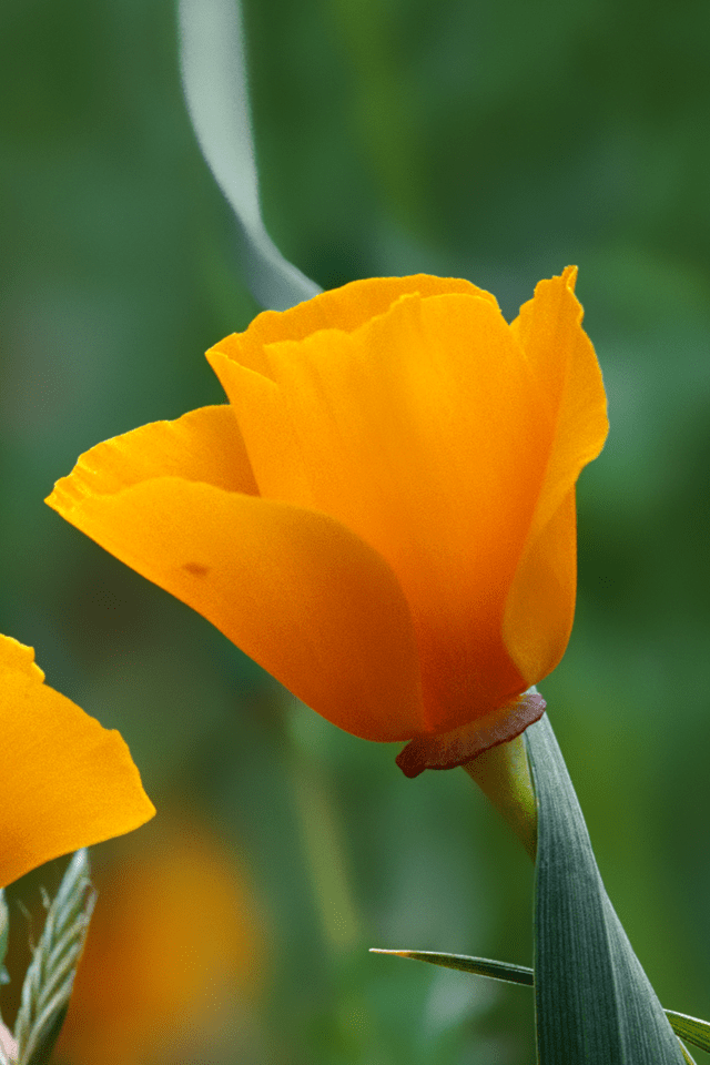 How do I get old wallpapers back from ios… Apple Community