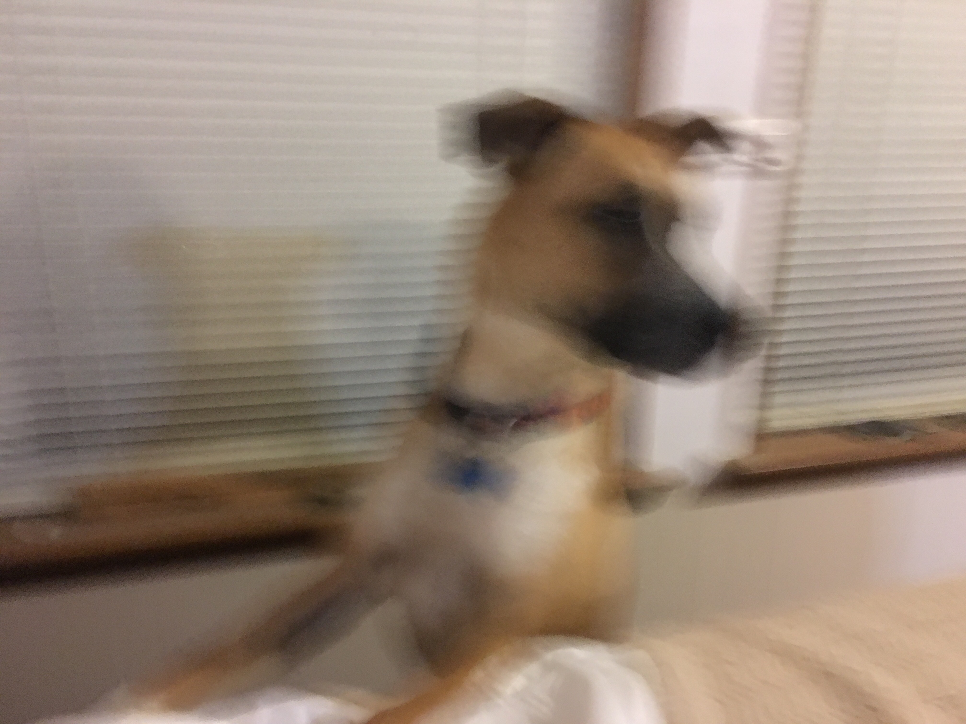 iPhone 6S Plus camera is shaking Apple Community