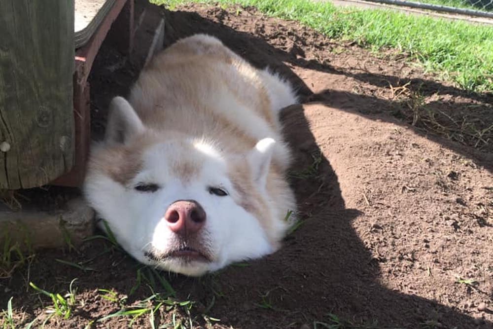 Pet Kennel Dog and Cat Boarding Services Dishlickers Resort