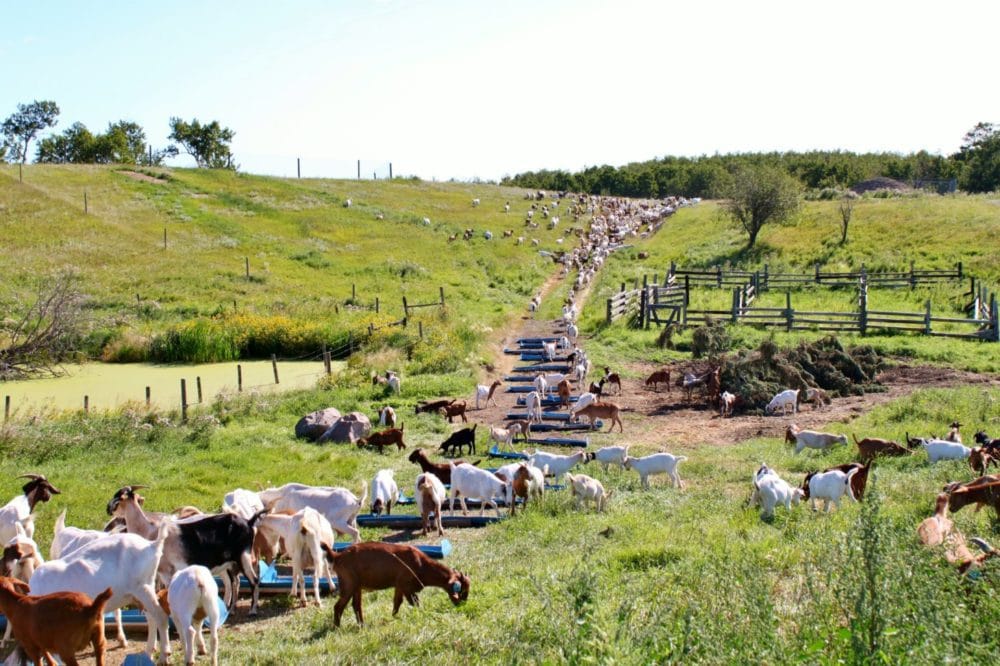 Alberta Open Farm Days A Visit to Stettler County Dish 'n' the Kitchen