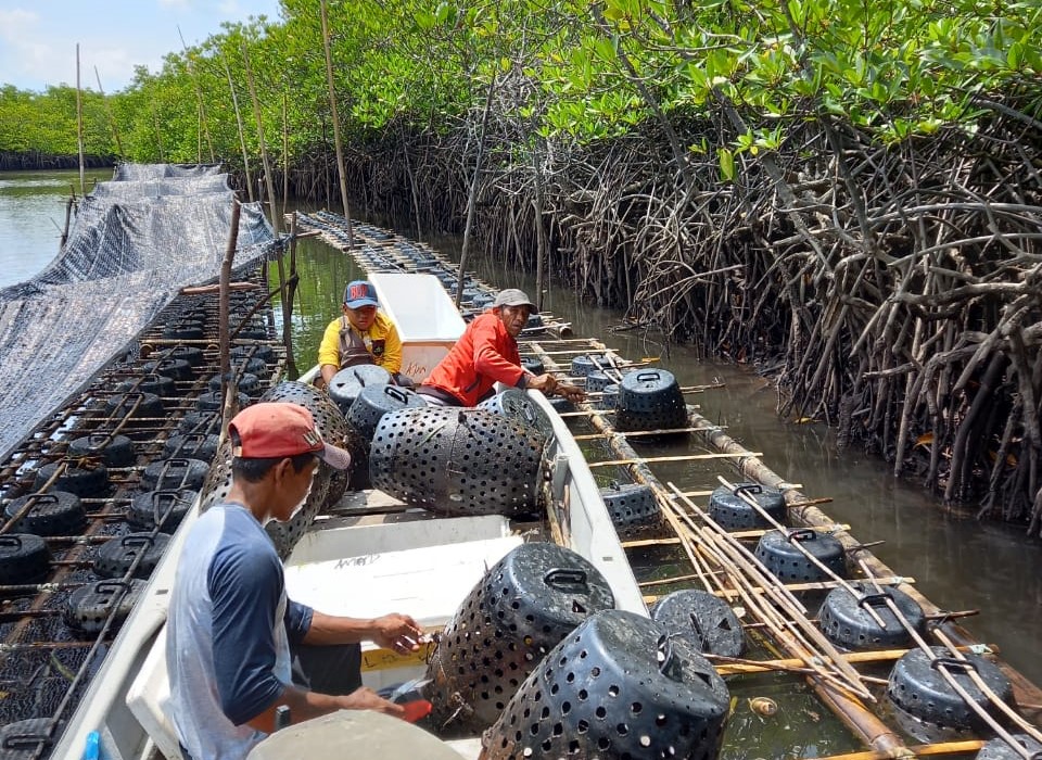 Panen Perdana Budidaya Kepiting Bakau (Scylla serrata) Dinas Perikanan