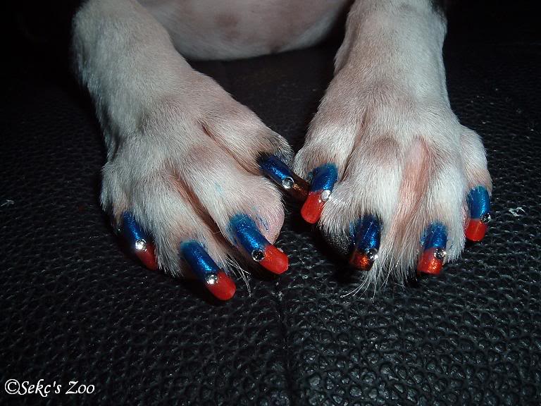 Dog Nail Pawlish «DIS Magazine