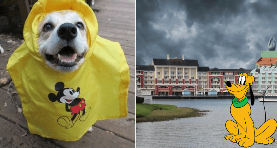How Disney Resorts Pets During Hurricanes •