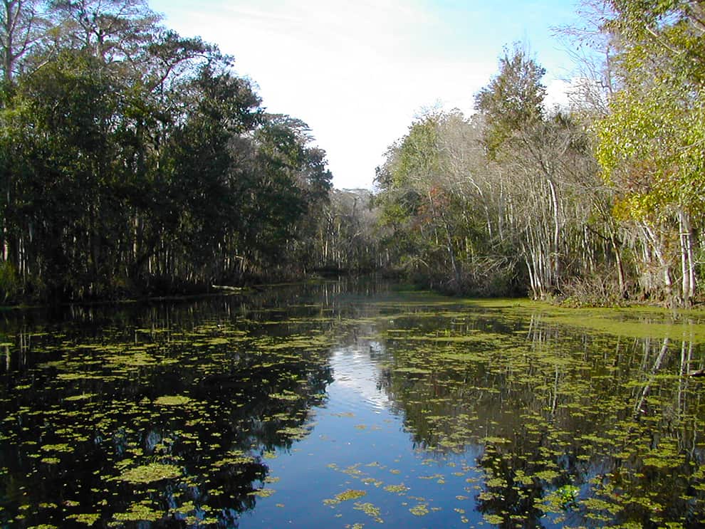 What Is The Reedy Creek Improvement District and Why Does It Matter