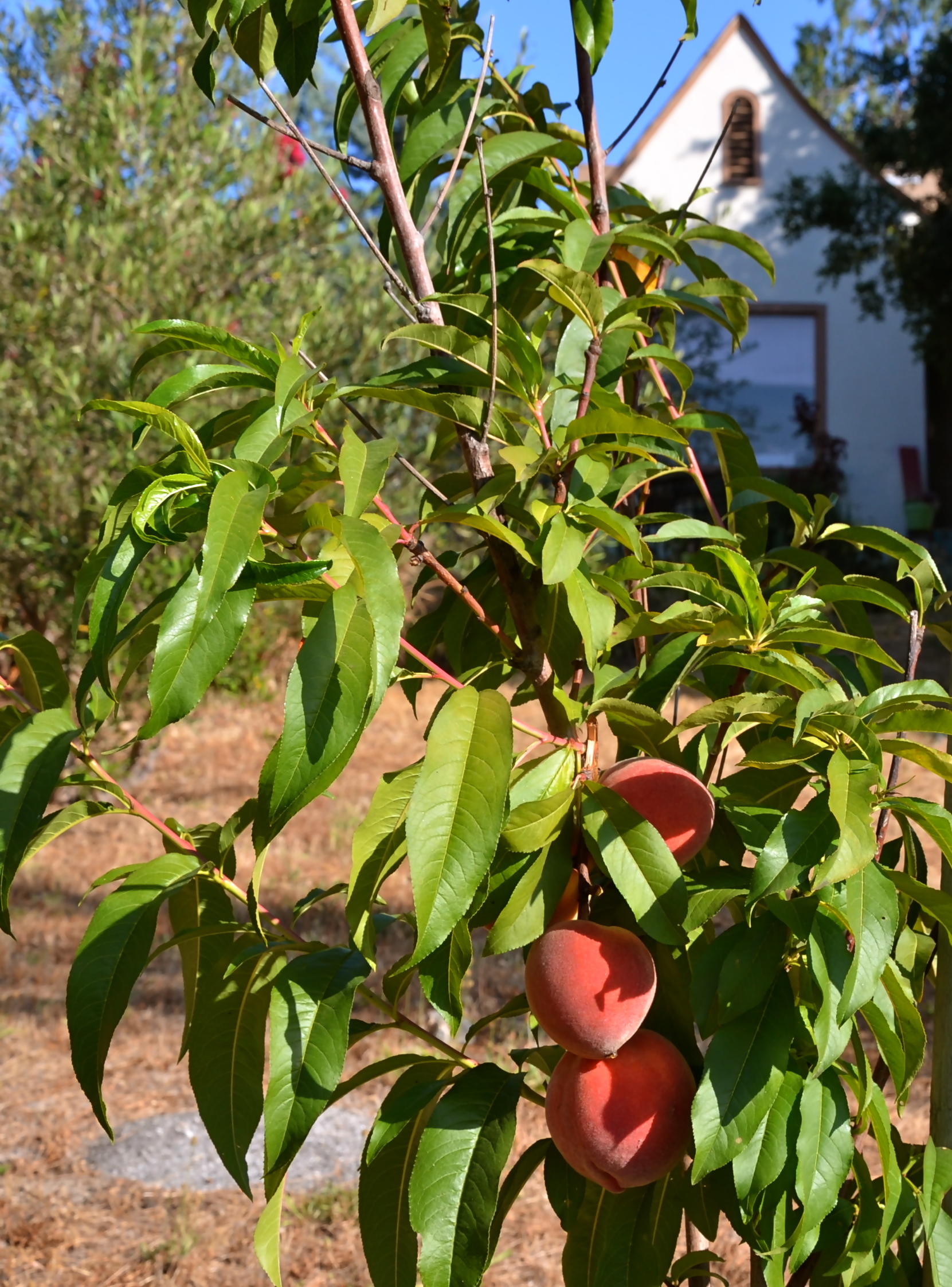 Fruit Trees Home Gardening Apple, Cherry, Pear, Plum Fruit Cocktail