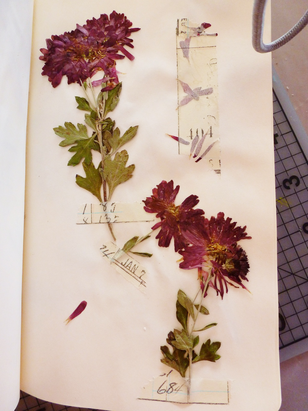 A Vintage Pressed Flower Book From An Old Schoolhouse