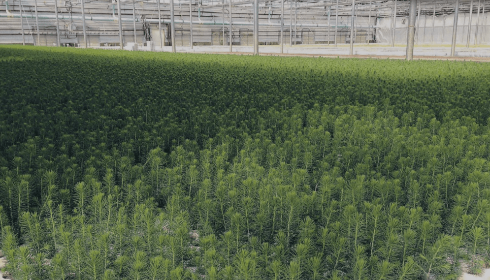 Chapleau First Nation Archives Dispensing Freedom