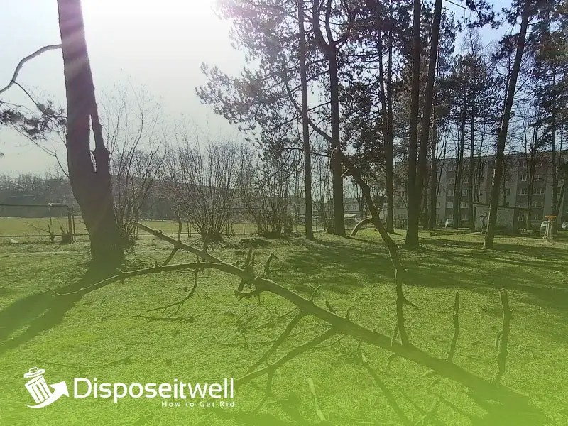 How to Dispose of Tree Branches 8 Effective Ways