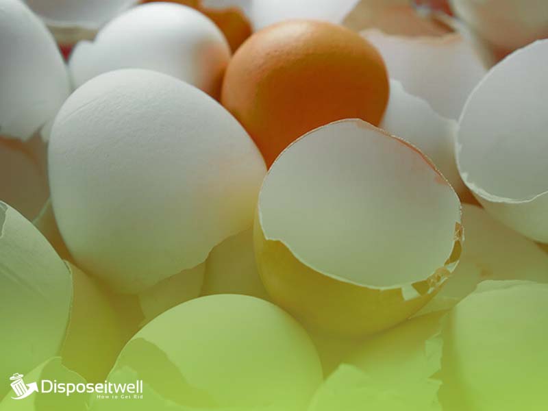 Can You Put Eggshells In A Garbage Disposal at Michael Engler blog