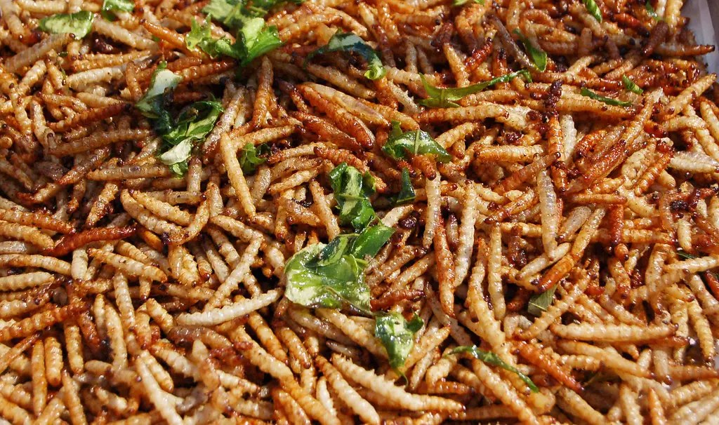 How to Kill Maggots in Trash Can Top Removal Methods