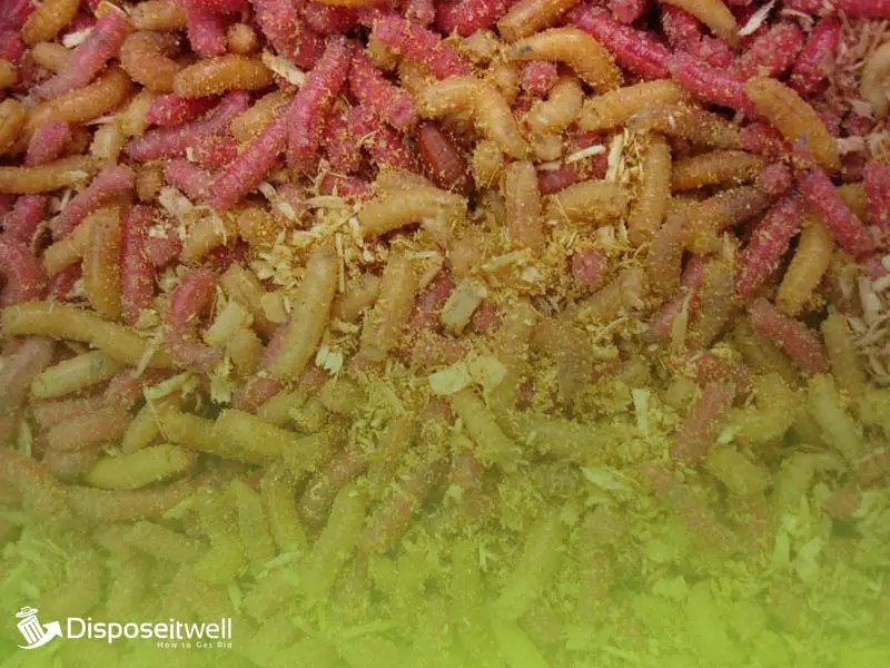 How to Kill Maggots in Trash Can Top Removal Methods