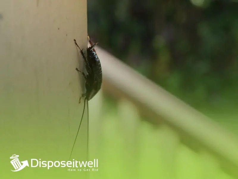 How to Get Rid of Cockroaches in Bathroom Pest Control 101