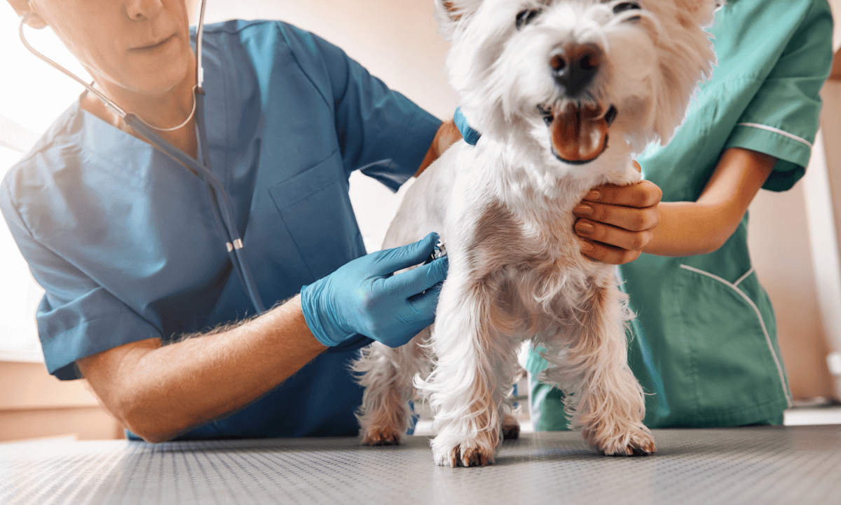 Job Outlook In Veterinary Care Set To Rise 19 in 8 Years