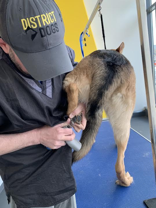 5 Benefits of Keeping Your Dog's Nails Short District Dogs