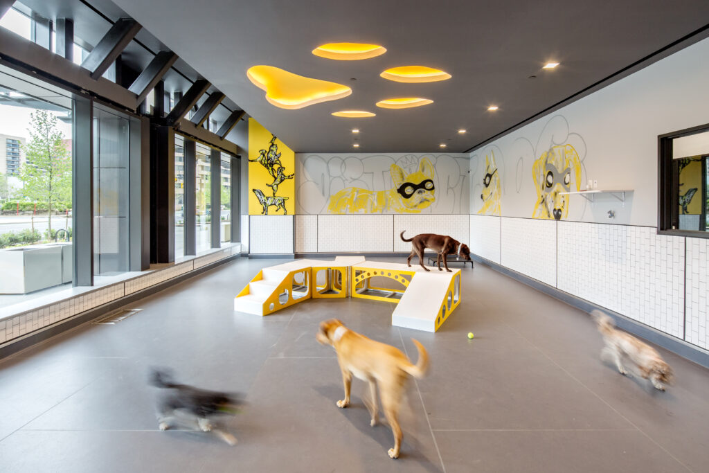 Discover the Benefits of Dog Daycare with District Dogs! District Dogs