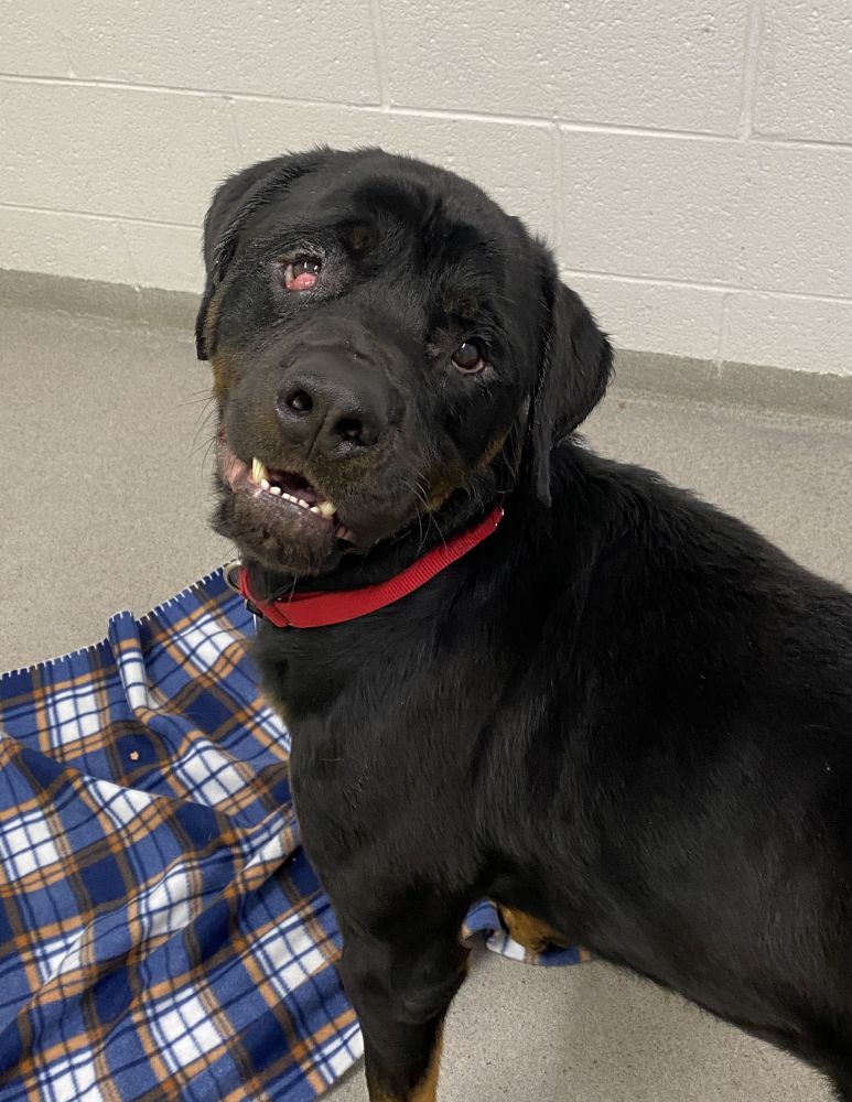 Award Winning Dog Daycare and Boarding in Alexandria, VA