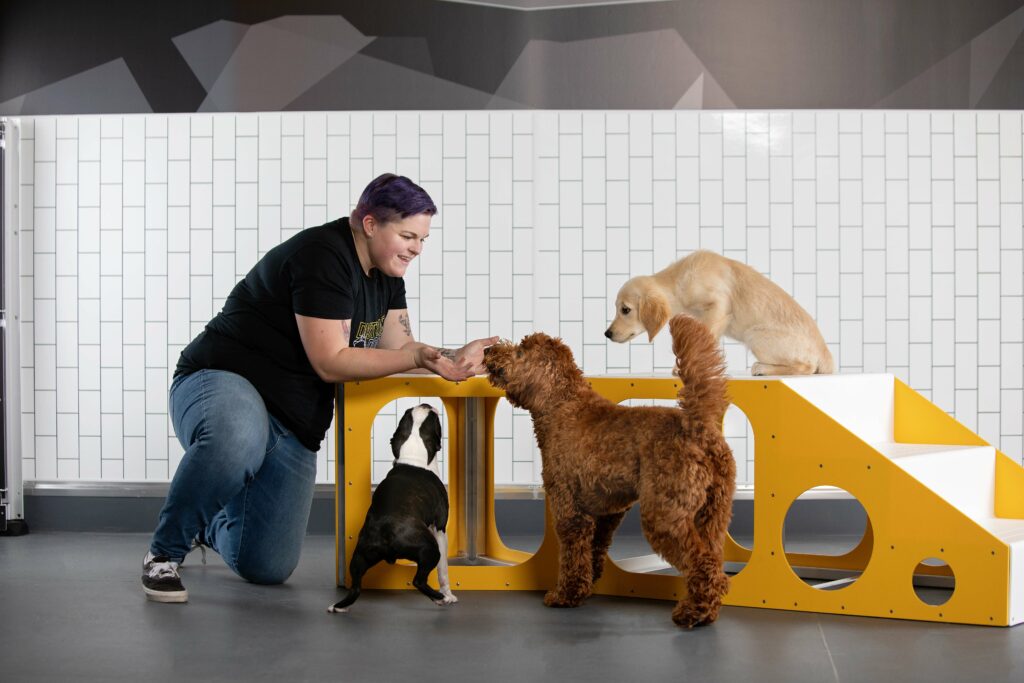 District Dog Training DC Area Dog Training and Group Classes