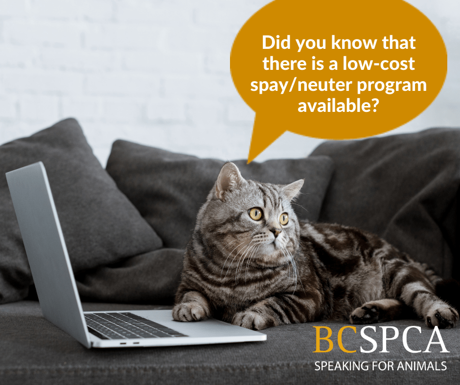 NPSPCA Low Spay/Neuter Program to the District of Taylor