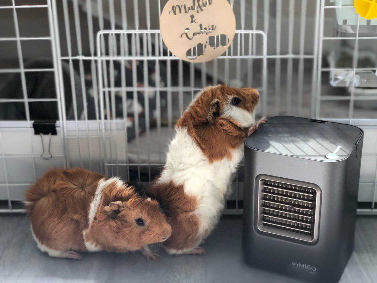 air purifier, mini air purifier, airMIGO air cooler for pets, guinea pigs, air cooler for guinea pigs