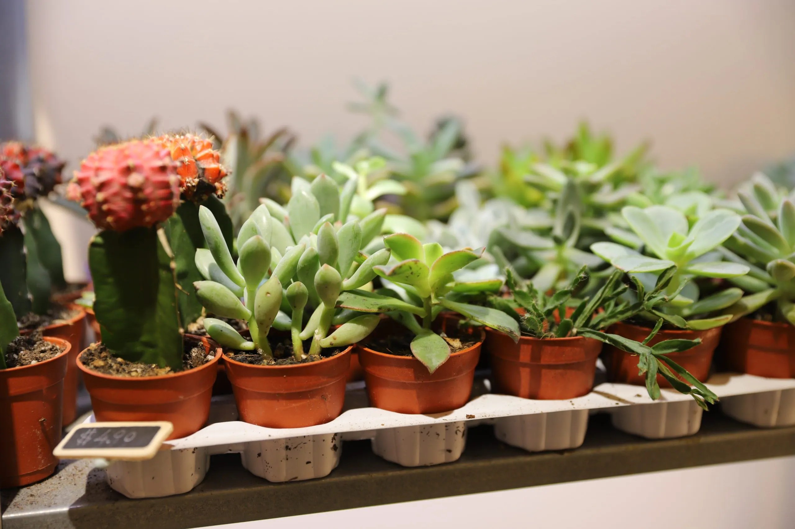Cactus and succulent for DIY workshops