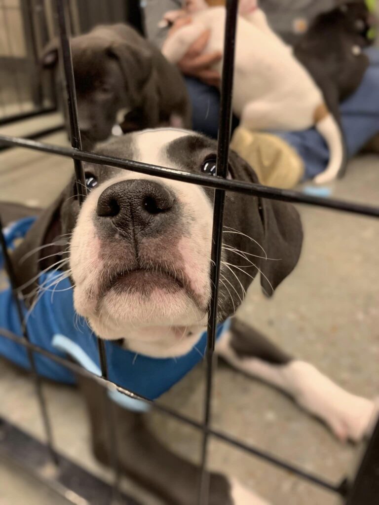 Adoption Process Diamonds in the Ruff Rescue MO