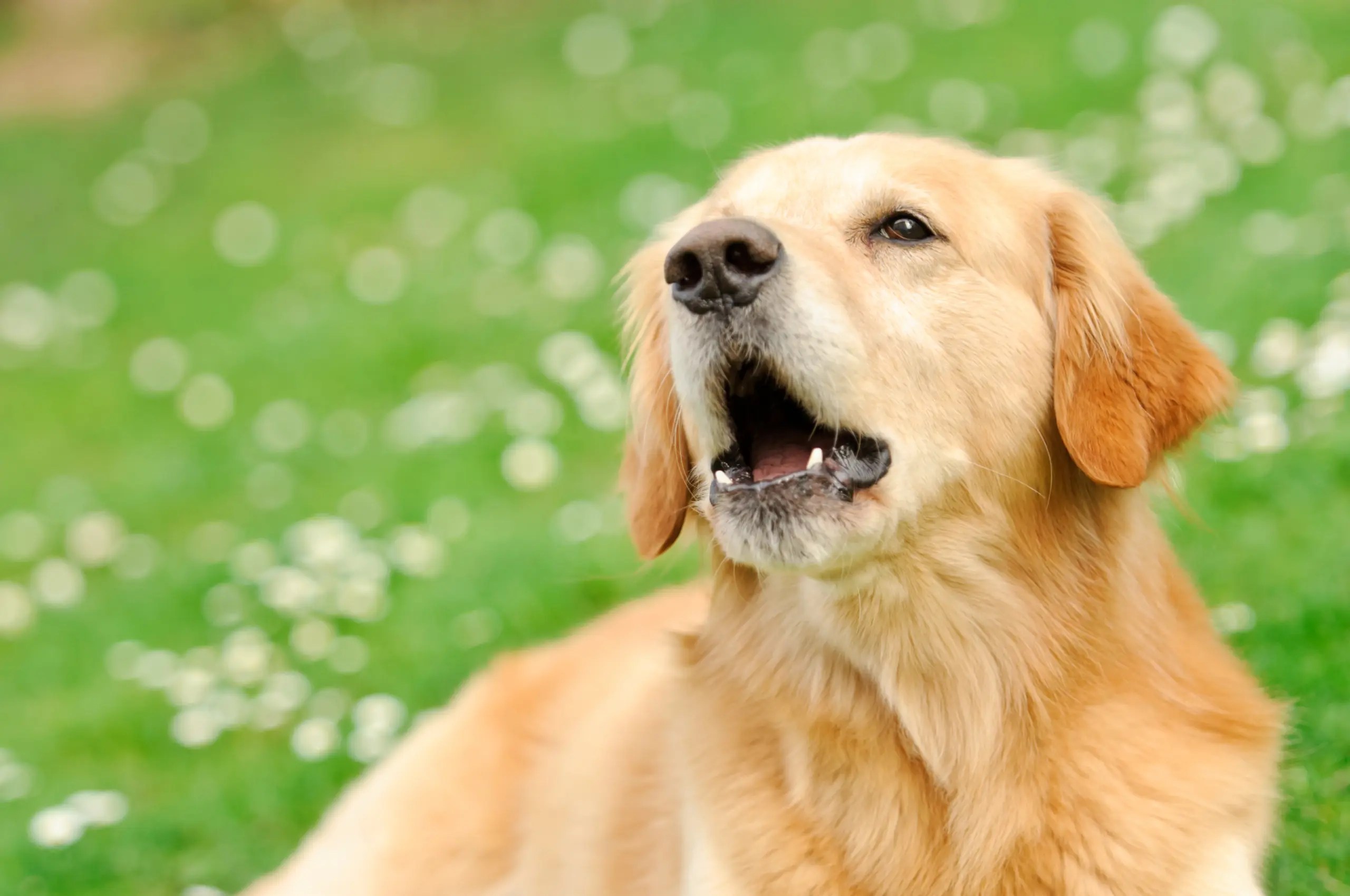 Why is my dog whining? 6 reasons & meanings of howling