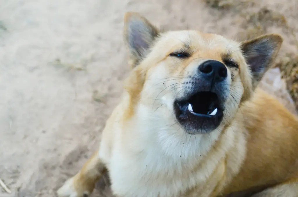 How to stop a dog from barking Ditte Young