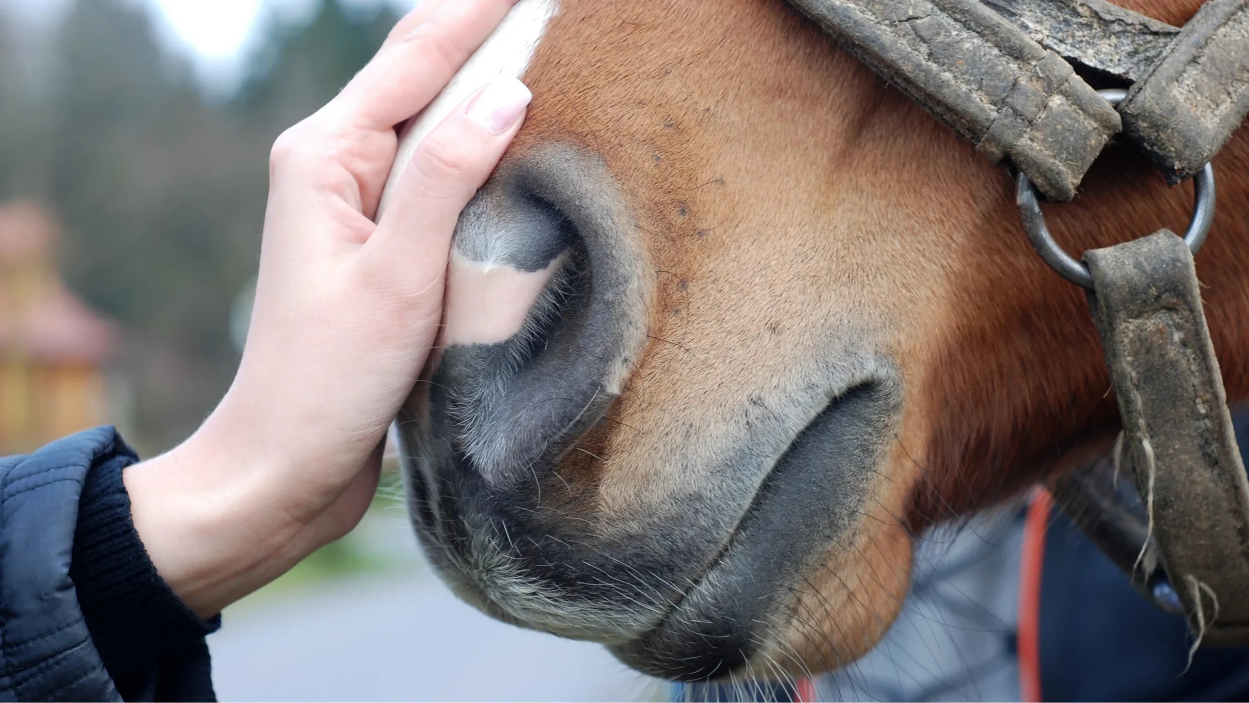 How to calm a nervous horse Ditte Young
