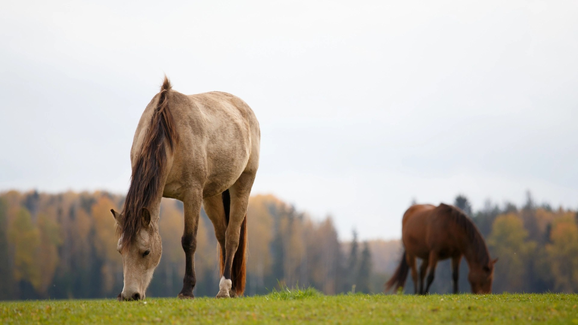 What to do when your horse won’t eat Ditte Young