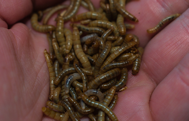 Lions Kalender Worms 2023 Ÿnsect Buys Mealworm Producer Protifarm | Seafoodsource
