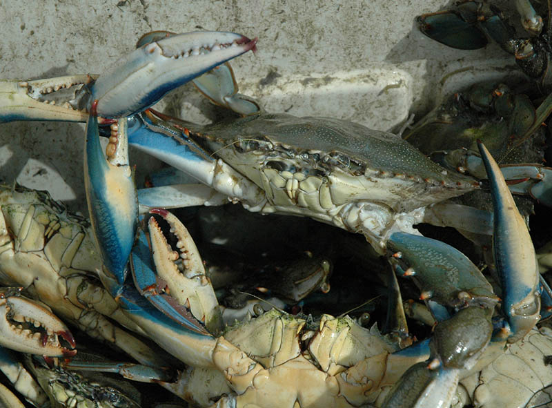 Big changes for North Carolina’s blue crab management National Fisherman