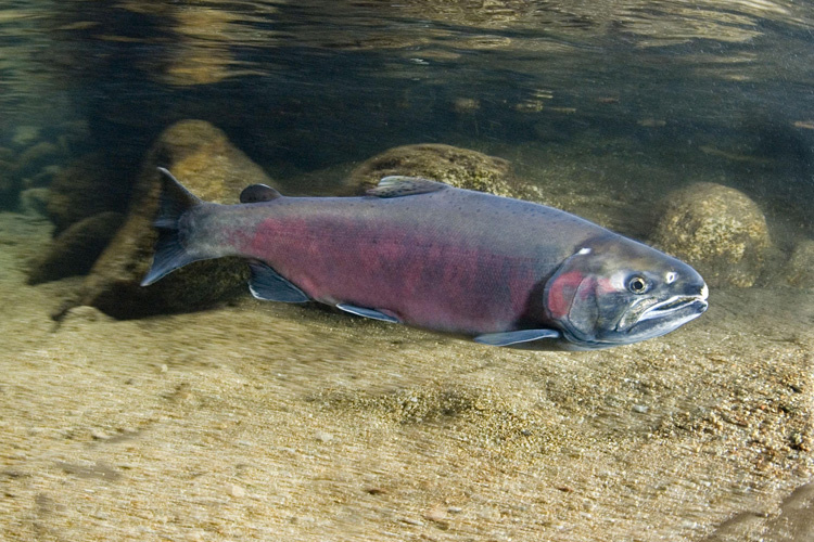 NOAA marks Northwest salmon runs, Atlantic mackerel, bigeye overfished National Fisherman