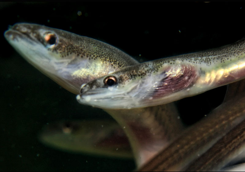 Maine fisherman acquitted of overfishing elver quota by 1/100th of a